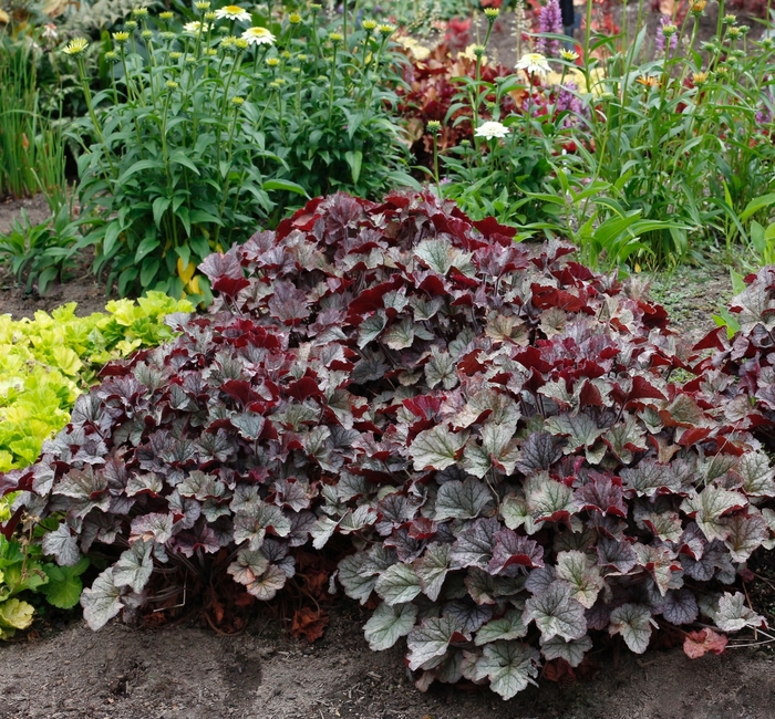 CORAL BELLS 'Northern Exposure Silver - Heuchera from Agway of Cape Cod