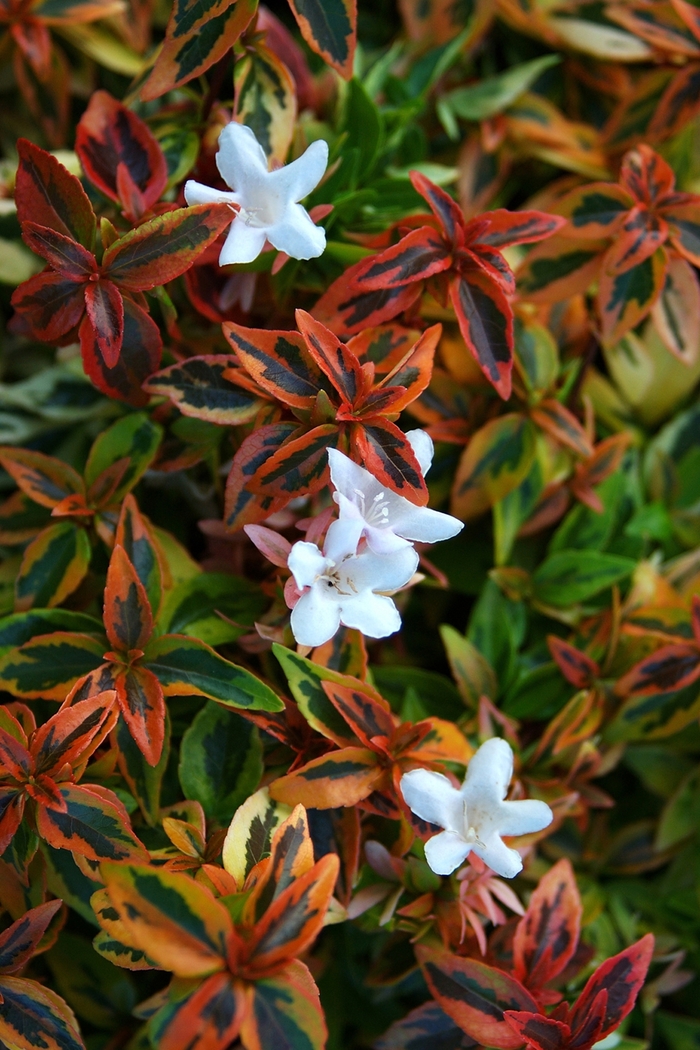 ABELIA 'Kaleidescope' - Abelia x grandiflora from Agway of Cape Cod