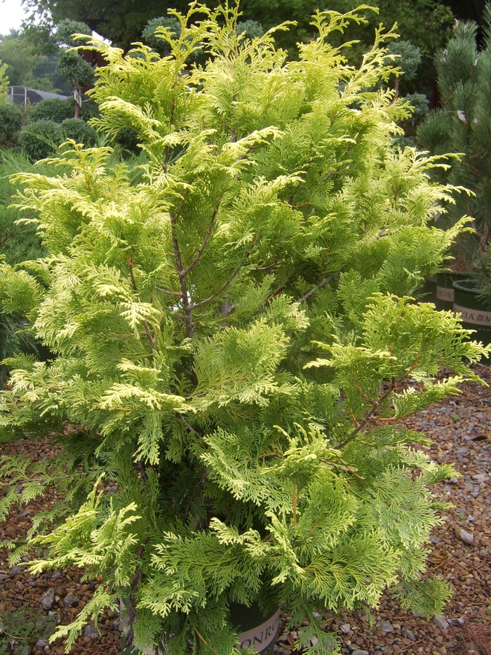 Hinoki False Cypress - Chamaecyparis obtusa 'Crippsii' from Agway of Cape Cod