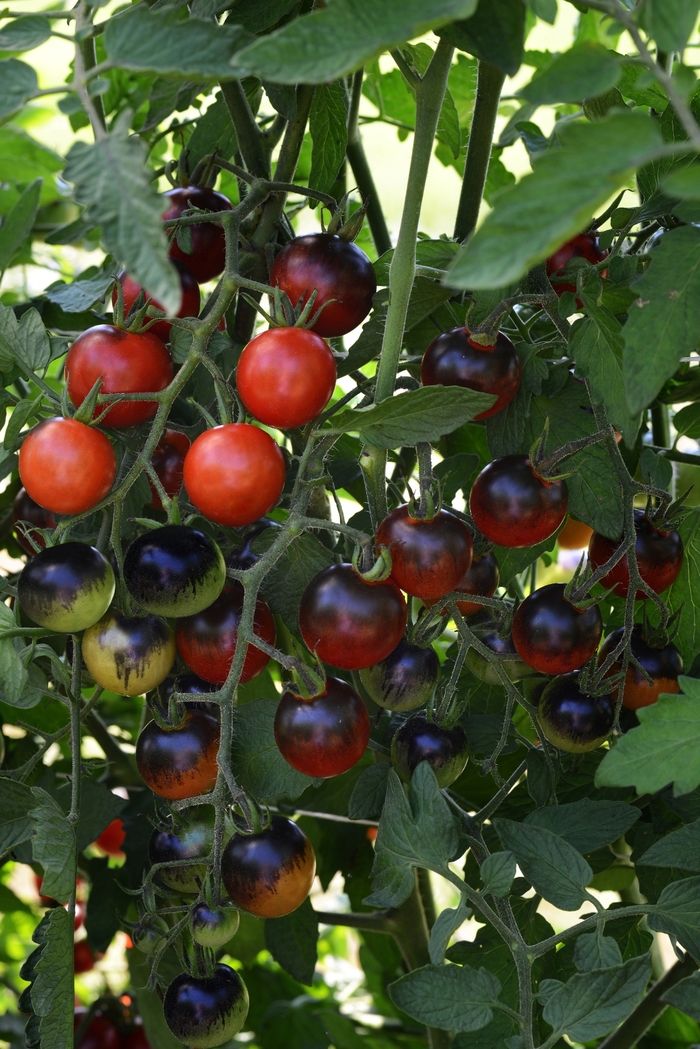 'Midnight Snack' Cherry Tomato - Cherry Tomato from Agway of Cape Cod