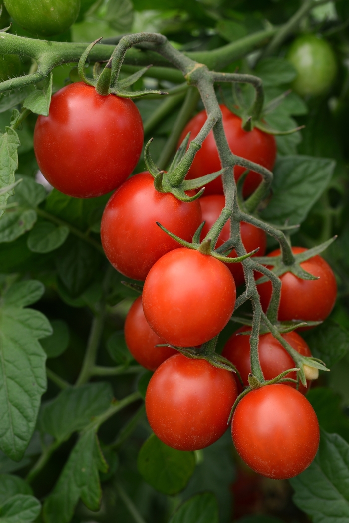Tidy Treats Cherry Tomato - Cherry Tomato from Agway of Cape Cod