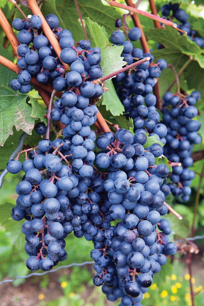 Concord Grape - Vitis labrusca 'Concord' from Agway of Cape Cod