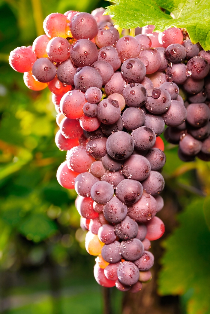 SEEDLESS GRAPE 'Reliance' - Vitis vinifera from Agway of Cape Cod