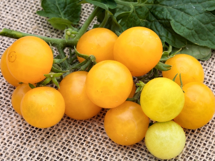 Little Birdy 'Yellow Canary' Cherry Tomato - Cherry Tomato from Agway of Cape Cod