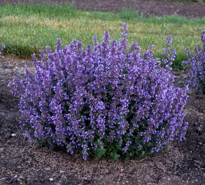 'Cat's Pajamas' - Nepeta hybrid from Agway of Cape Cod