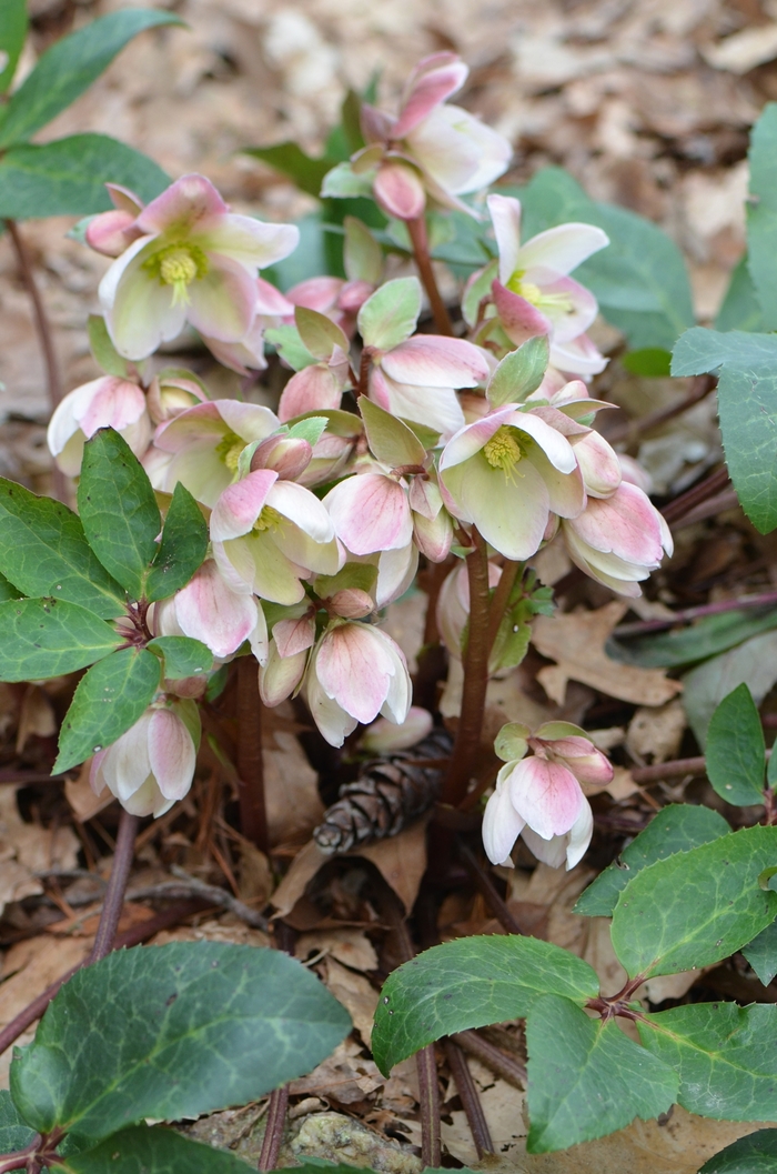 HELLEBORE 'Ivory Prince' - Helleborus from Agway of Cape Cod