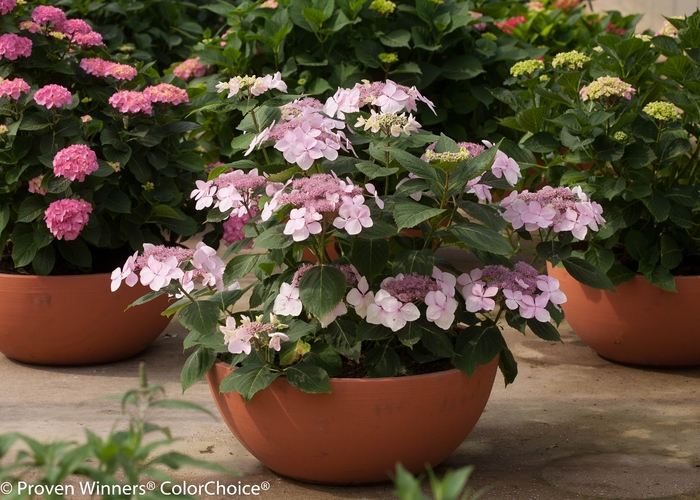 Let's Dance® Diva! - Reblooming Hydrangea from Agway of Cape Cod