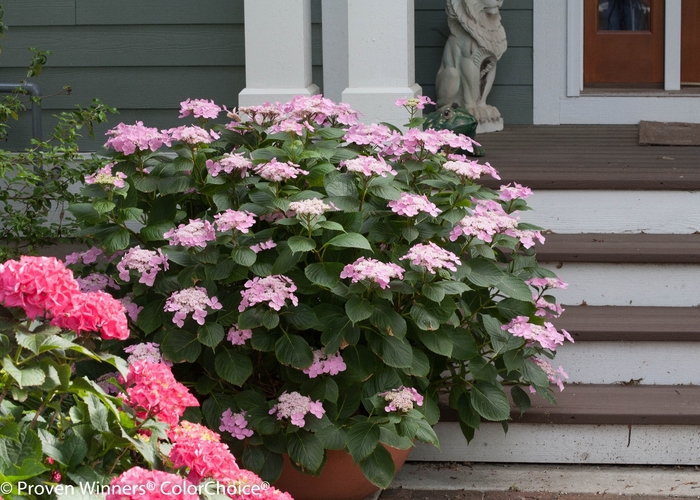 Let's Dance®Starlight - Reblooming Hydrangea from Agway of Cape Cod