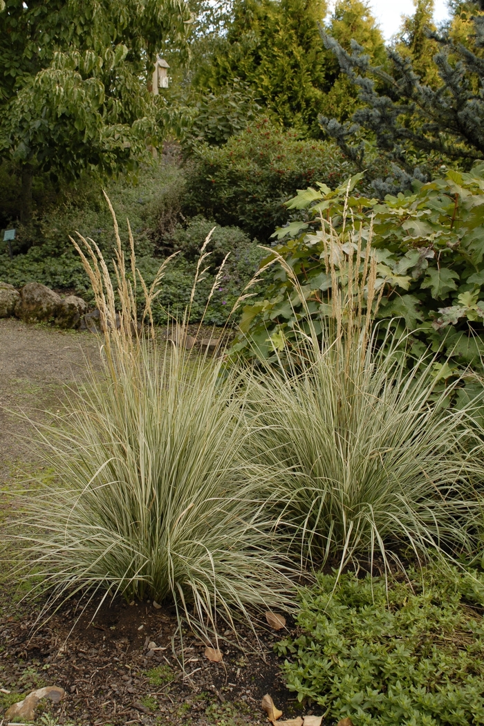 FEATHER REED GRASS 'Lightening Strike' - Calamagrostis acutiflora from Agway of Cape Cod
