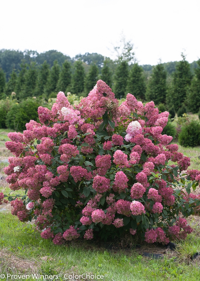 Fire Light® Panicle Hydrangea - Hydrangea paniculata ''SMHPFL'' PP25135, Can 5160 (Panicle Hydrangea) from Agway of Cape Cod