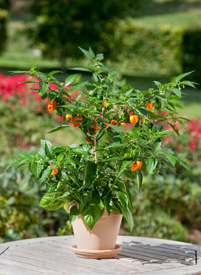 Habanero Pepper - Capsicum annuum 'Habanero' (Pepper) from Agway of Cape Cod