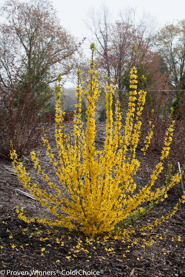 Show Off Starlet® - Forsythia x from Agway of Cape Cod