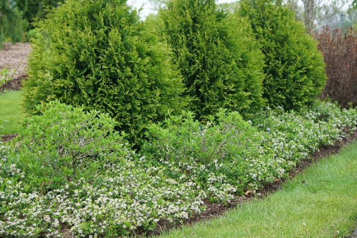 Ground Hug® Chokeberry - Aronia melanocarpa 'UCONNAM012' PP31821 from Agway of Cape Cod