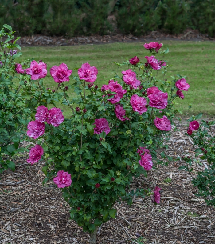 Chiffon® Magenta - Hibiscus syriacus from Agway of Cape Cod