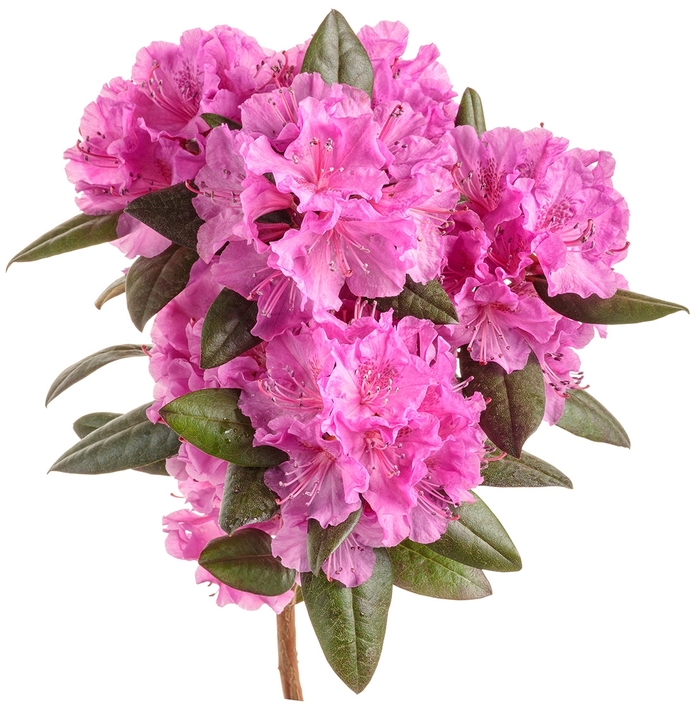 Black Hat® - Rhododendron x from Agway of Cape Cod