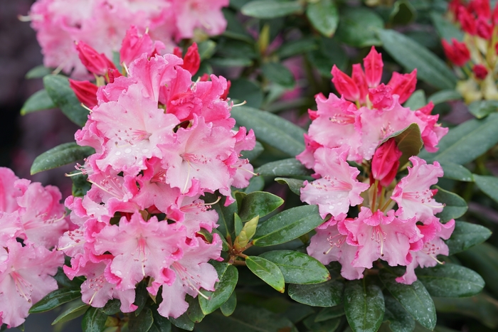Dandy Man Color Wheel® - Rhododendron hybrid from Agway of Cape Cod