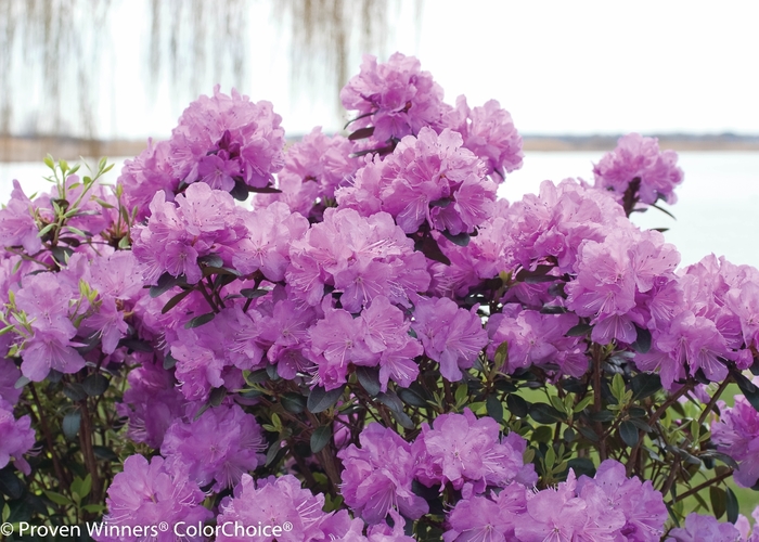 'Amy Cotta' - Rhododendron x from Agway of Cape Cod