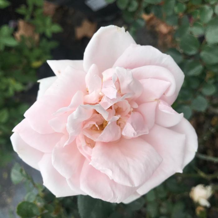 ROSE 'New Dawn' - Rosa from Agway of Cape Cod