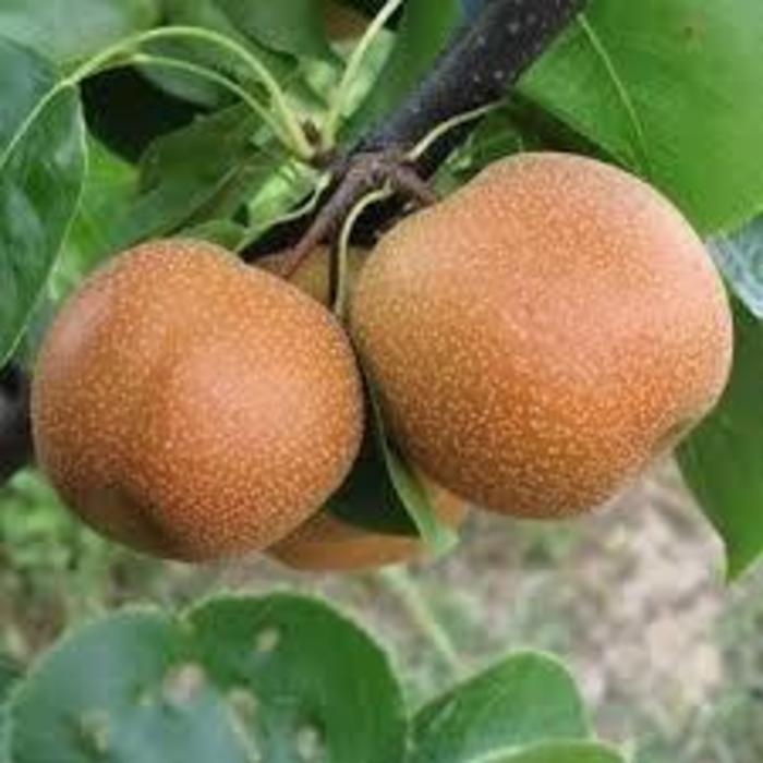 Asian Pear - Pyrus pyrifolia 'Hosui' from Agway of Cape Cod
