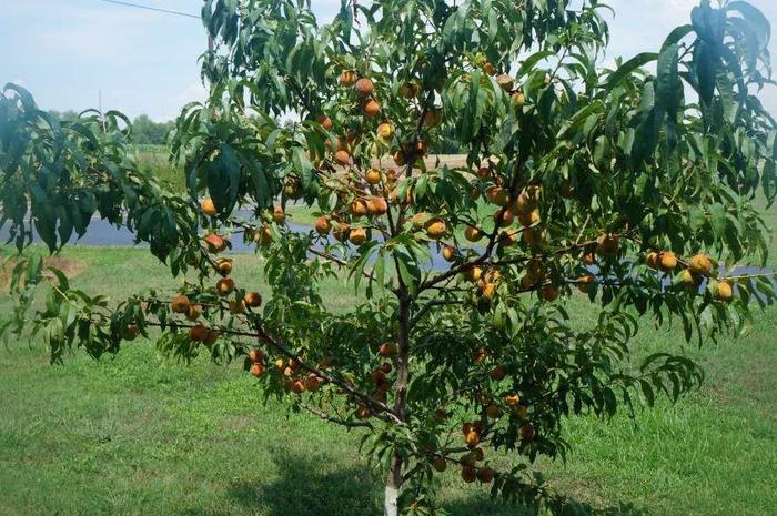 PEACH 'Reliance' - Prunus Persica from Agway of Cape Cod
