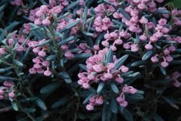 BOG ROSEMARY 'Blue Ice' - Andromeda polifolia from Agway of Cape Cod