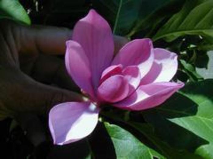 'Susan' - Magnolia x from Agway of Cape Cod