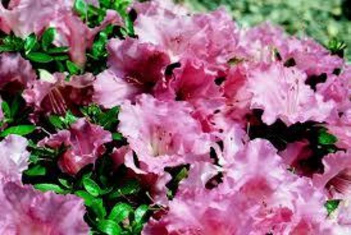 Azalea 'Gumpo Pink' - Rhododendron hybrid from Agway of Cape Cod