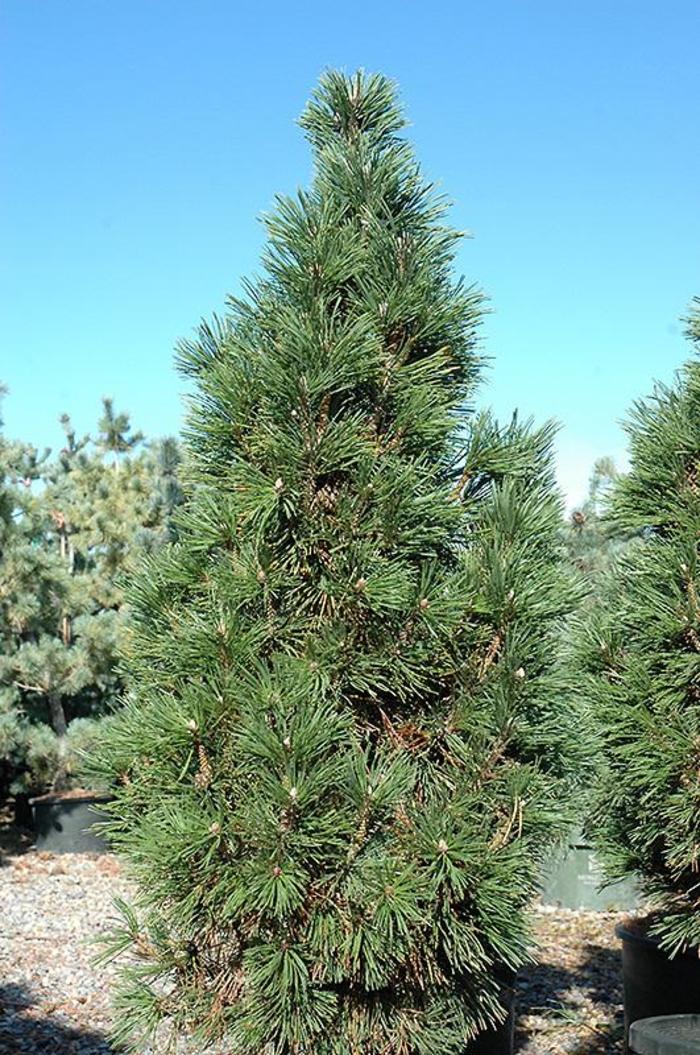 MUGO PINE 'Slowmound' - Pinus mugo from Agway of Cape Cod