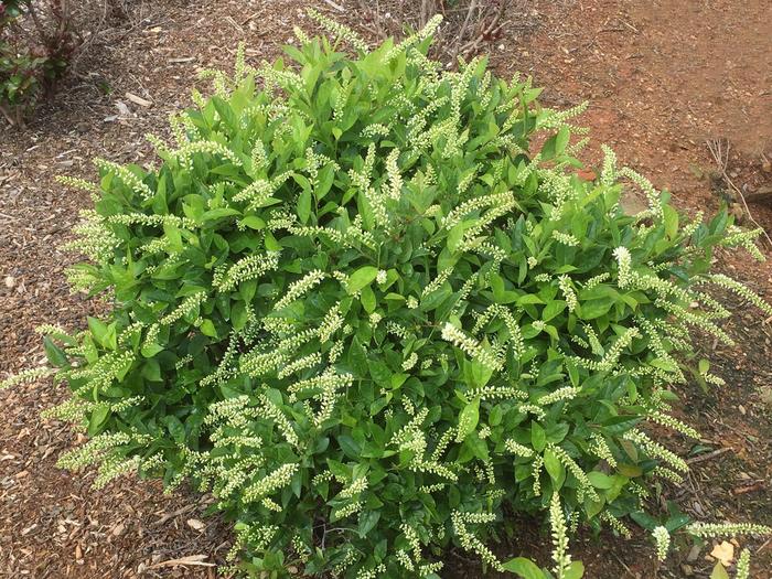 Love Child® - Itea virginica from Agway of Cape Cod