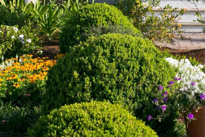 BOXWOOD 'Baby Gem' - Buxus microphylla from Agway of Cape Cod