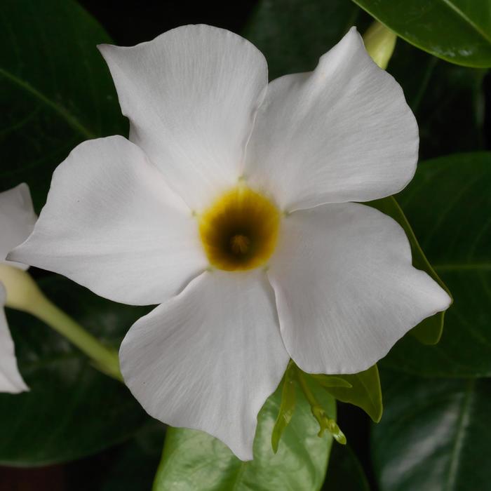MANDEVILLA 'Madinia White' - Mandevilla hybrida from Agway of Cape Cod