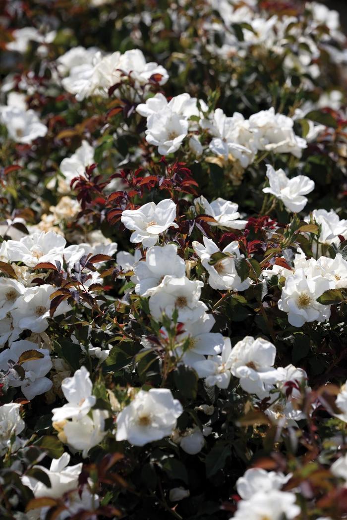 White Knock Out™ - Rosa 'Radwhite' PP20273 from Agway of Cape Cod