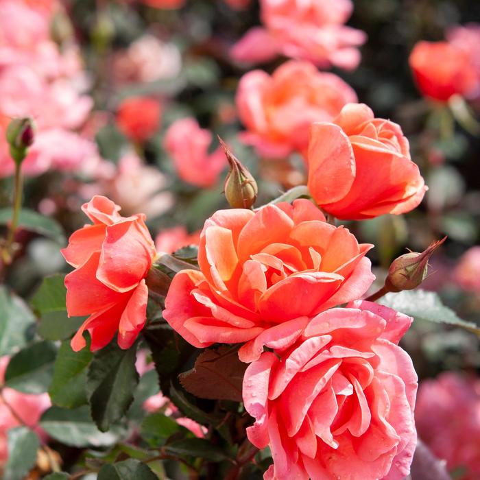 Coral Knock Out® - Rosa 'Radral' PP19803 from Agway of Cape Cod