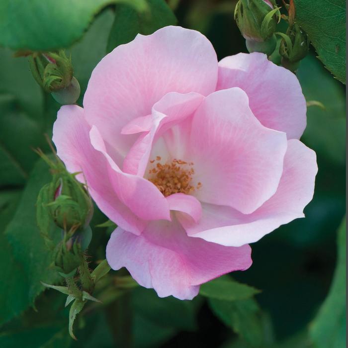 Blushing Knock Out® - Rosa 'Radyod' PP14700, CPBR 2045 from Agway of Cape Cod