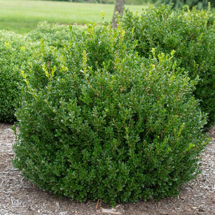 BOXWOOD 'Little Missy' - Buxus hybrid from Agway of Cape Cod