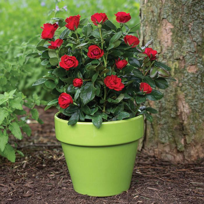 ROSE 'Petite Knock Out®' - Rosa from Agway of Cape Cod