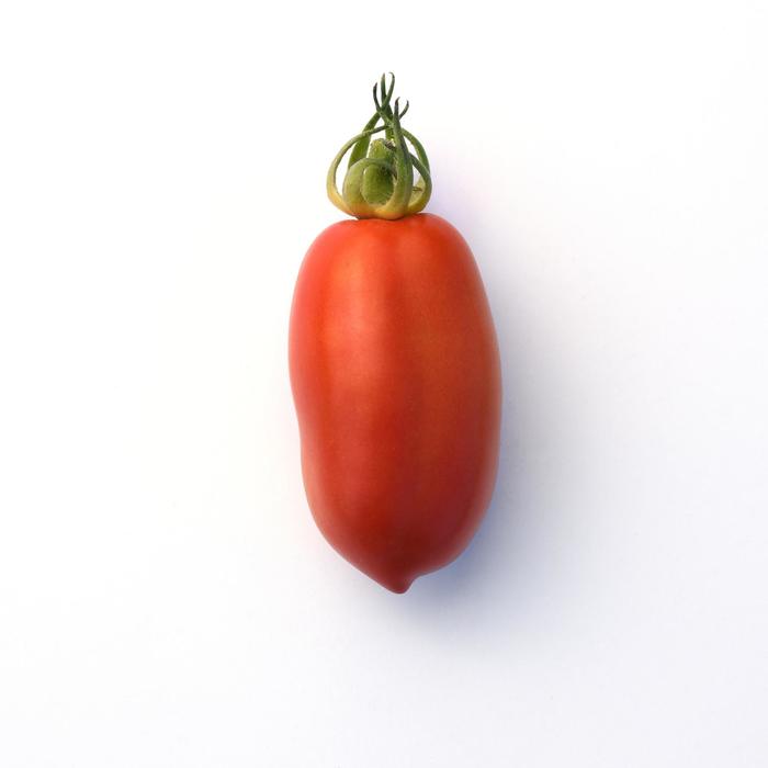 San Marzano Plum Tomato - Plum from Agway of Cape Cod