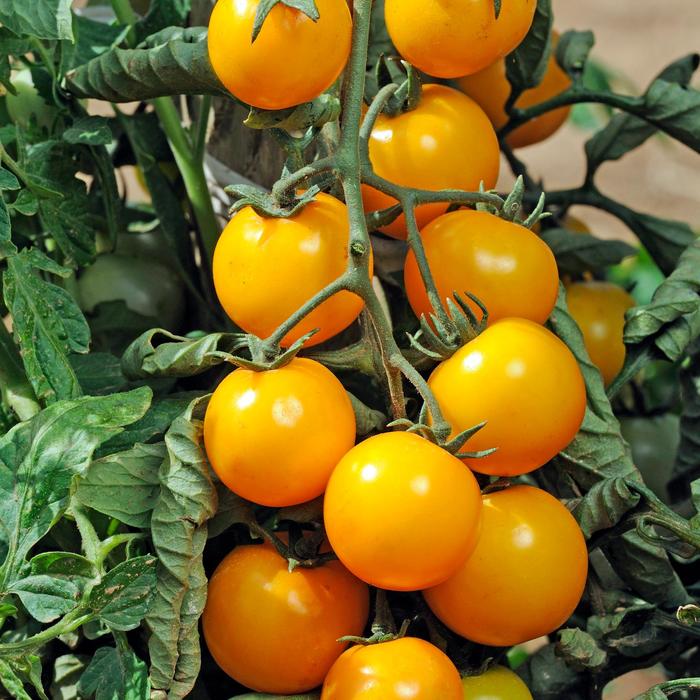 Sun Sugar Cherry Tomato - Cherry Tomato from Agway of Cape Cod