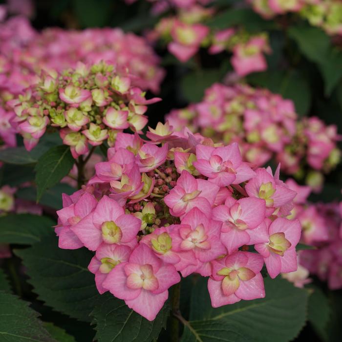 Let's Dance Cancan® - Hydrangea macrophylla from Agway of Cape Cod