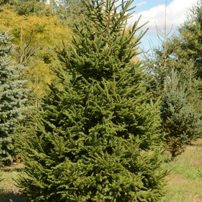 NORWAY SPRUCE - Picea abies from Agway of Cape Cod