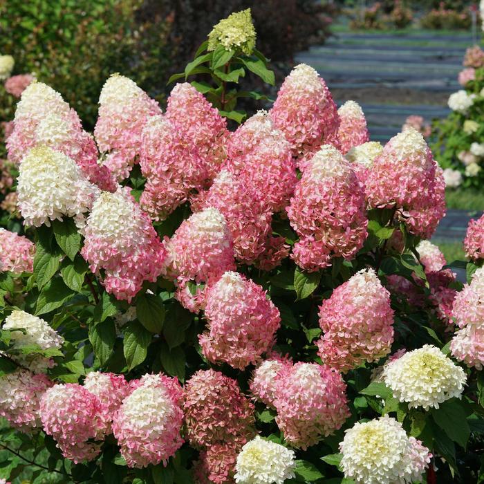 Quick Fire Fab® - Hydrangea paniculata from Agway of Cape Cod
