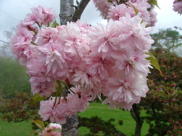 Weeping Extraordinaire™ Cherry - Prunus x from Agway of Cape Cod