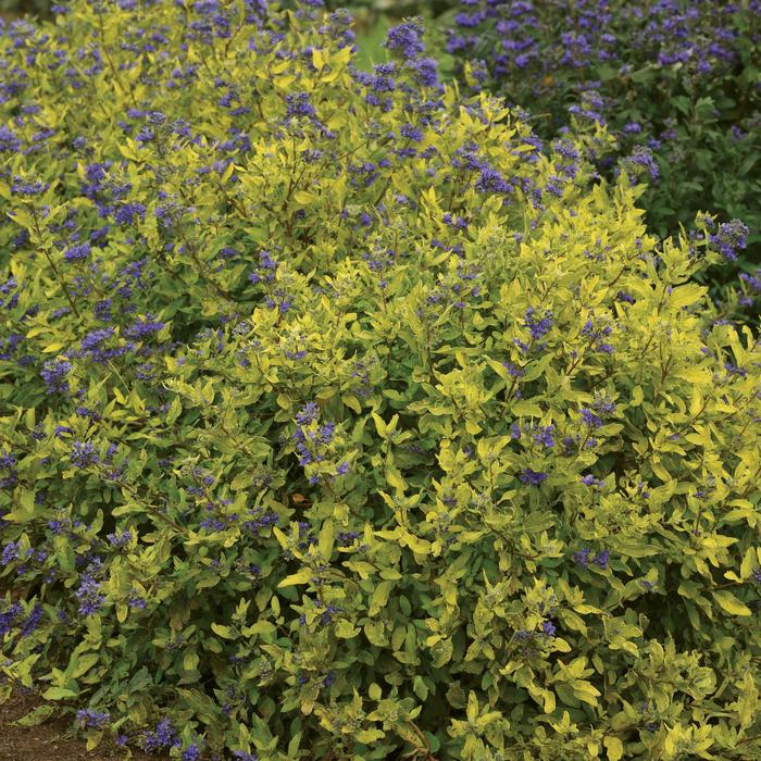 CARYOPTERIS 'Gold Crest' - Caryopteris x clandonensis from Agway of Cape Cod