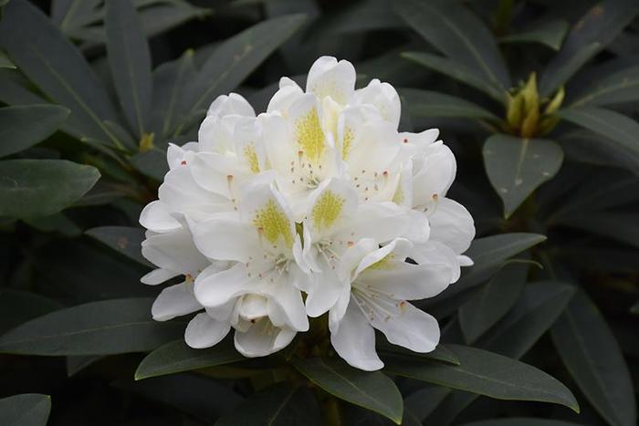 RHODODENDRON 'Chionoides' - Rhododendron hybrid from Agway of Cape Cod