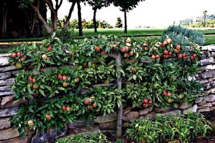 APPLE 'Espaliered' - Malus pumila from Agway of Cape Cod