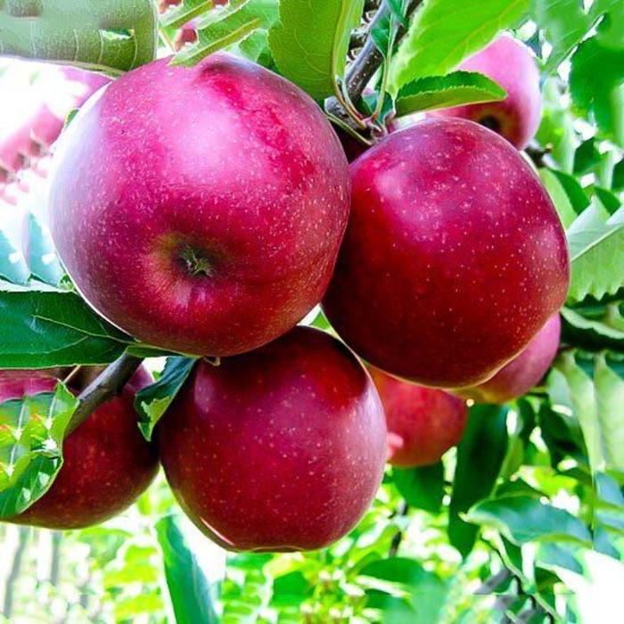 APPLE 'Jonathan' - Malus sylvestris var. domestica from Agway of Cape Cod
