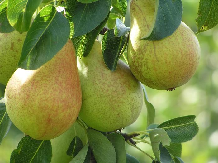 PEAR 'Comice' - Pyrus communis from Agway of Cape Cod