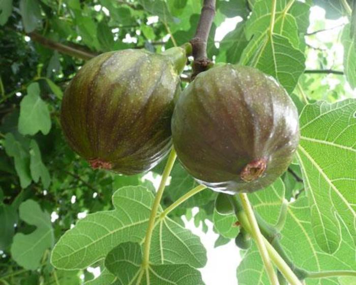 FIG 'Olympian' - Ficus carica from Agway of Cape Cod