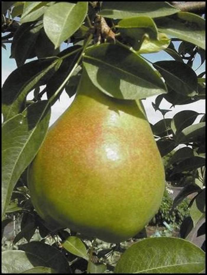 PEAR 'Moonglow' - Pyrus communis from Agway of Cape Cod