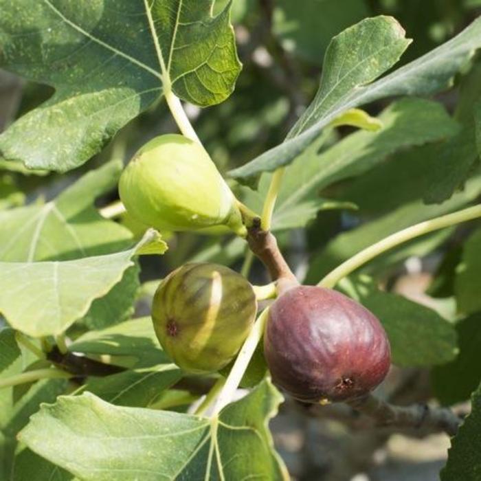 FIG 'Celeste' - Ficus carica from Agway of Cape Cod